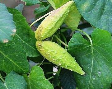 奶漿子提取物 天漿殼提取物10:1 森冉生物