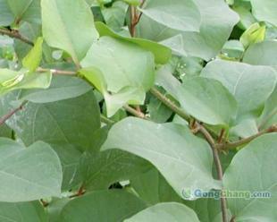 供應虎杖甙 植物提取物_醫藥、保養_世界工廠網中國產品信息庫