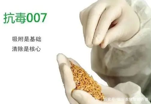 多雨天氣 豬場(chǎng)霉菌毒素問題,應(yīng)這樣處理